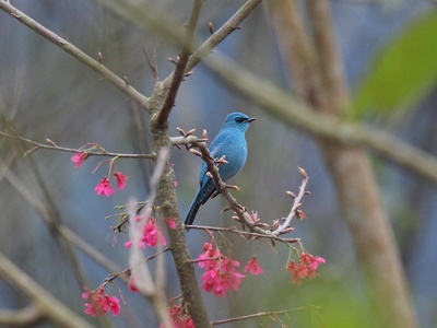 Verditer Flycatcher