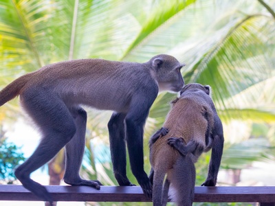 Vervet Monkey