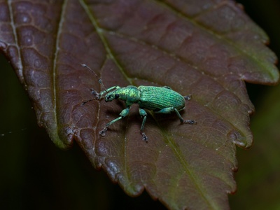 Viburnum Leaf Beetle