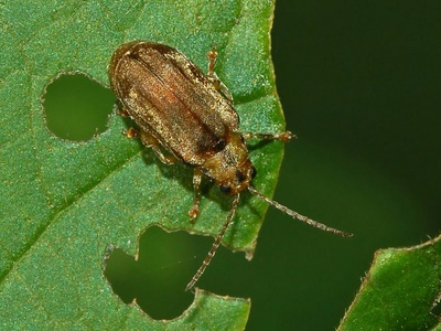 Viburnum Leaf Beetle