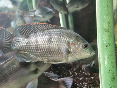Victoria tilapia