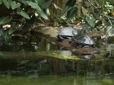 Vietnamese Pond Turtle