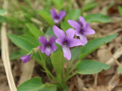 Viola