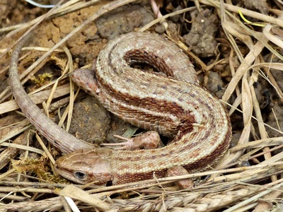 Viviparous lizard