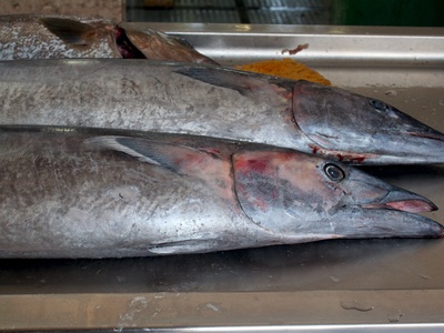 Wahoo