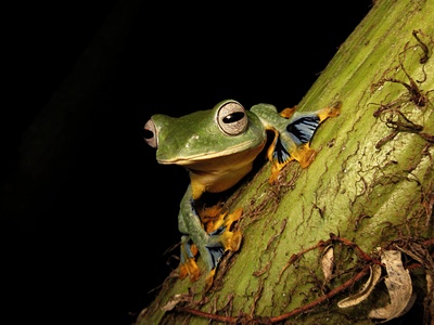 Wallace's Flying Frog