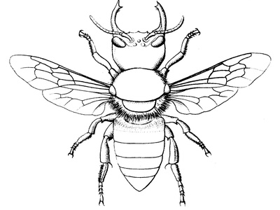 Wallace's Giant Bee