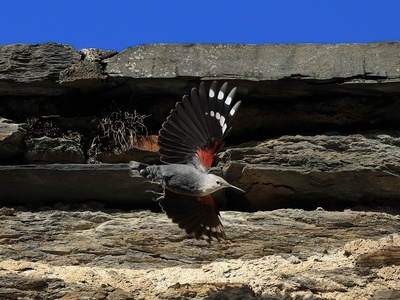 Wallcreeper