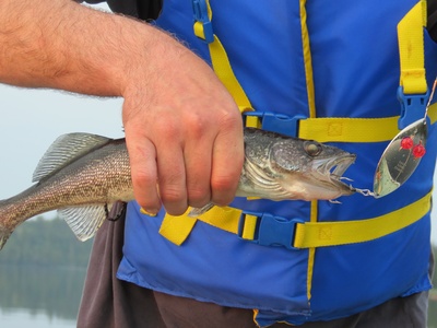 Walleye
