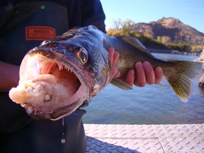 Walleye