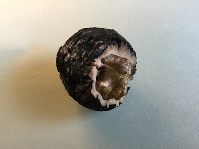 Walnut