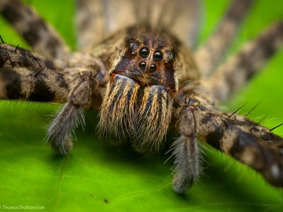 Wandering spider