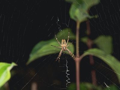 Wasp Spider