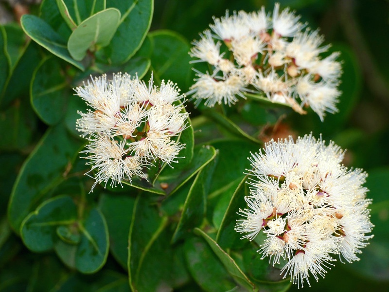 Temir Tree List of Trees of Ethiopia - Flora Fauna Fun