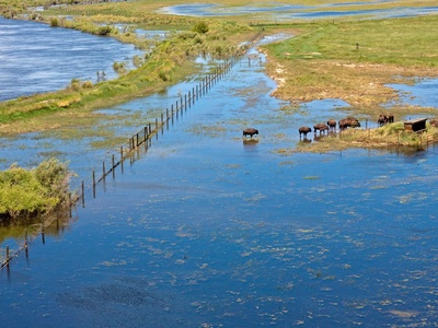 Water Buffalo