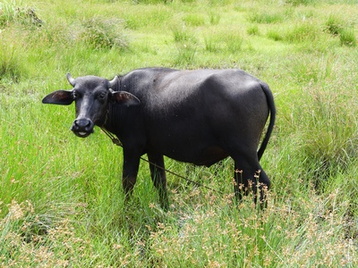 Water buffalo