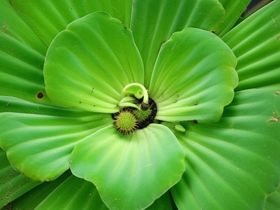 Water Chestnut