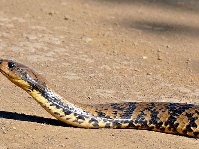 Water Cobra
