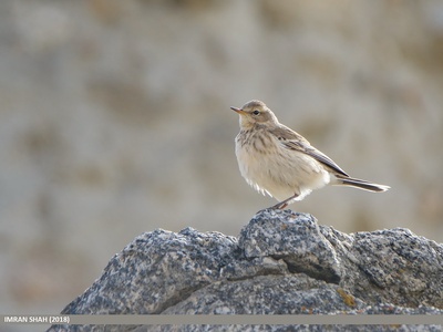 Water Pipit