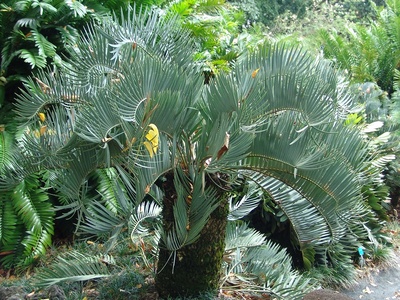 Waterberg Cycad