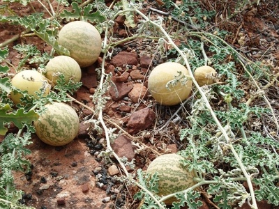 Watermelon