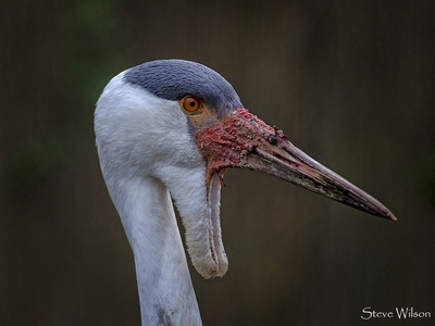 Wattled Crane