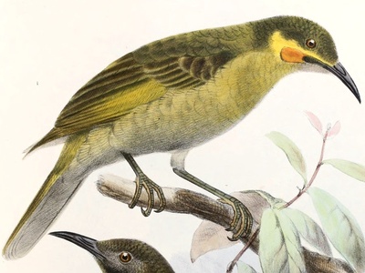 Wattled honeyeater