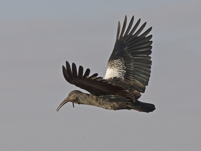 Wattled Ibis