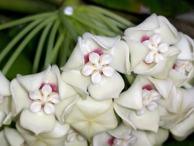 Waxflower