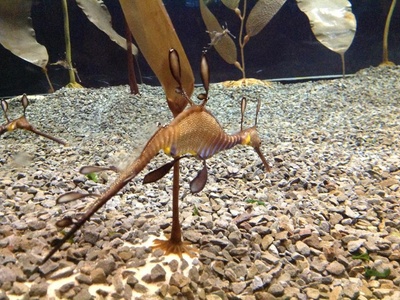 Weedy seadragon