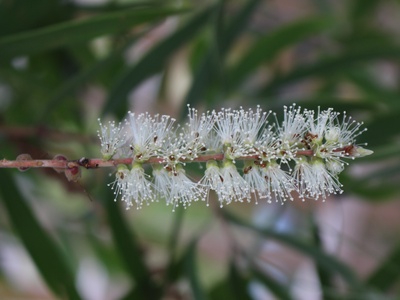 Weeping Paperbark