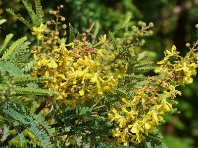 Weeping Wattle