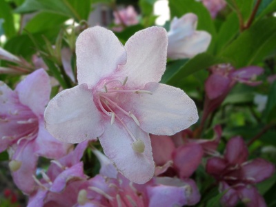 Weigela