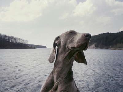 Weimaraner