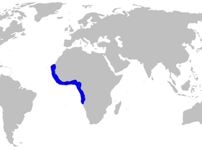 West African catshark