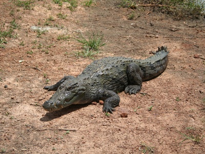 West African Crocodile
