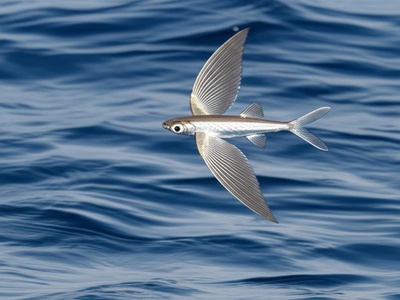 West African flying fish