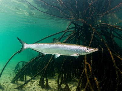 West African ladyfish