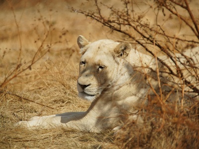 West African Lion