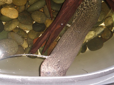 West African lungfish