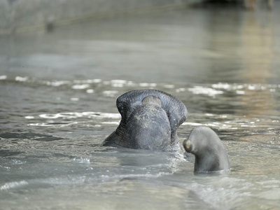 West African Manatee
