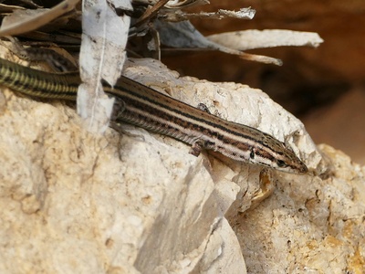 West African mudskipper