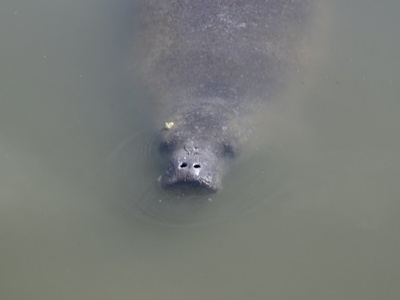 West Indian Manatee