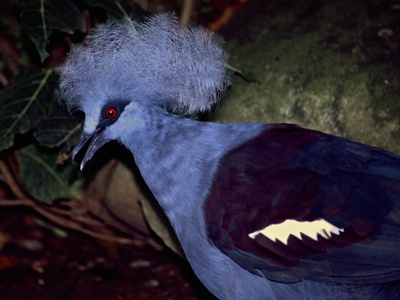 Western Crowned Pigeon
