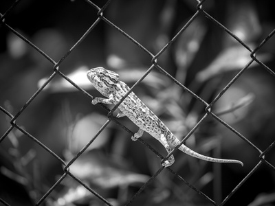 Western Fence Lizard