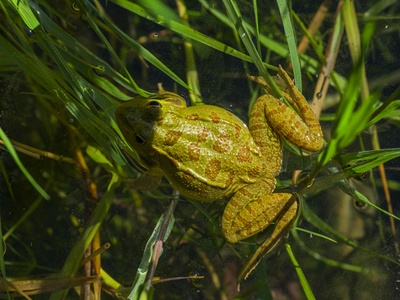 Western Forest Frog