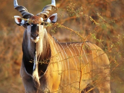 Western Giant Eland
