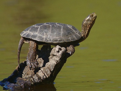 Western Pond Turtle