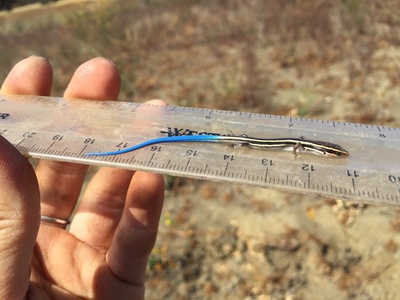 Western Skink (juvenile)