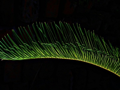 Western Sword Fern